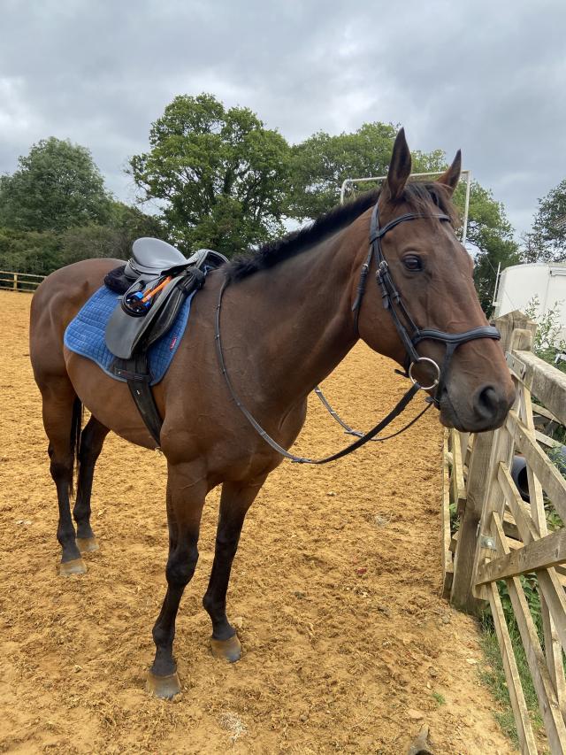 15.3hh bay thoroughbred gelding. For Sale in London Preloved