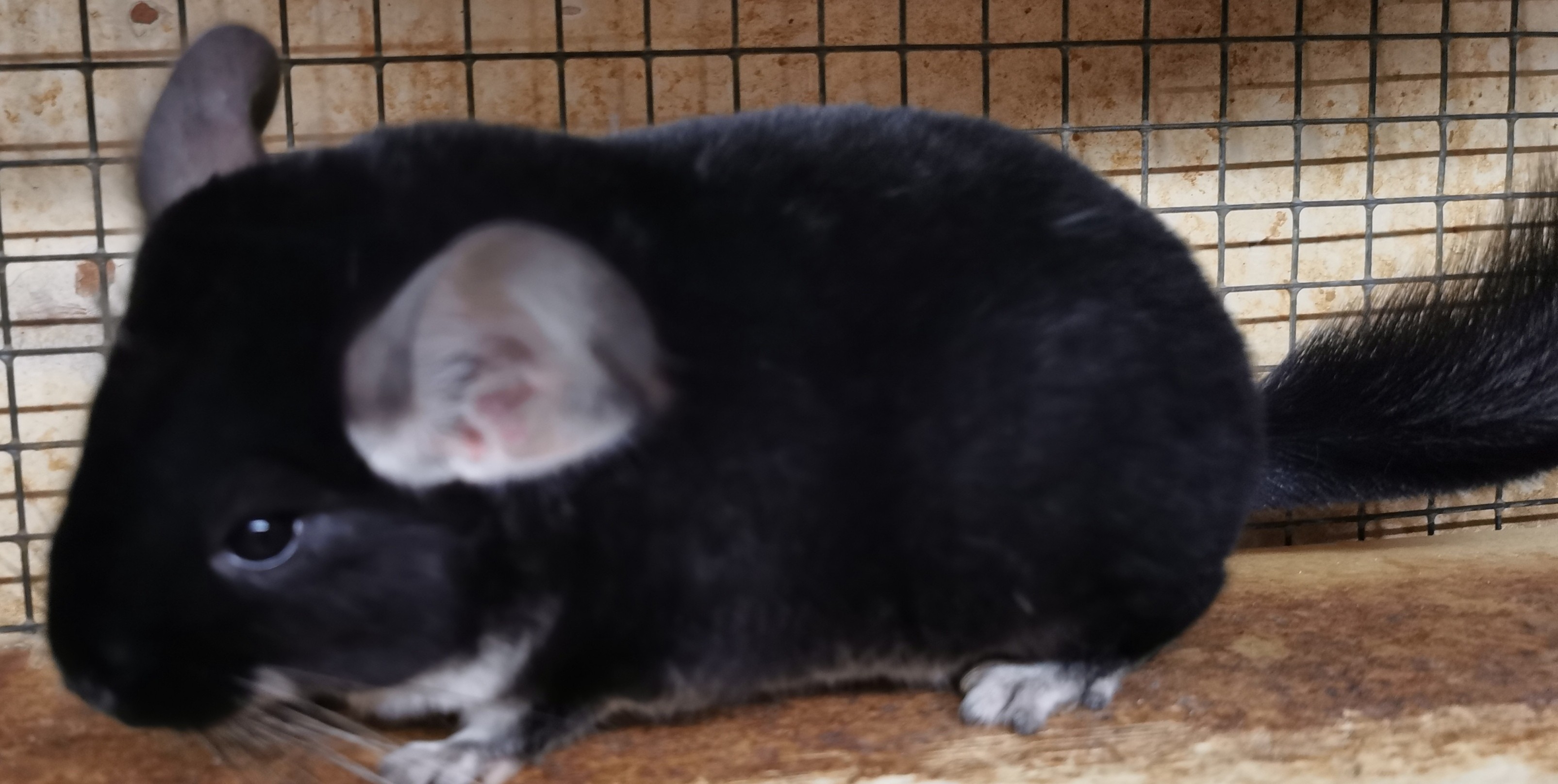 chinchilla rare