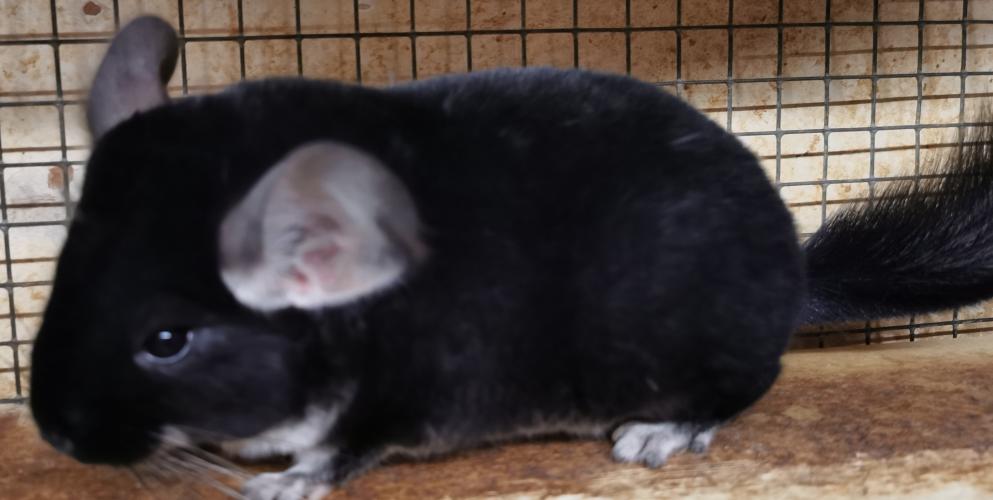 baby black pearl male chinchilla (rare) For Sale in Birmingham, West
