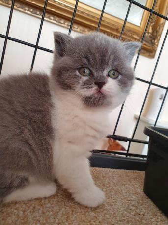 British Shorthair Cats Kittens Rehome Buy And Sell In Cumbria