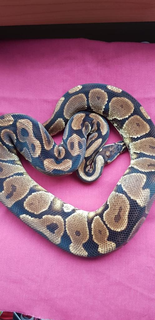 Yellow belly Royal python For Sale in Leicester, Leicestershire | Preloved