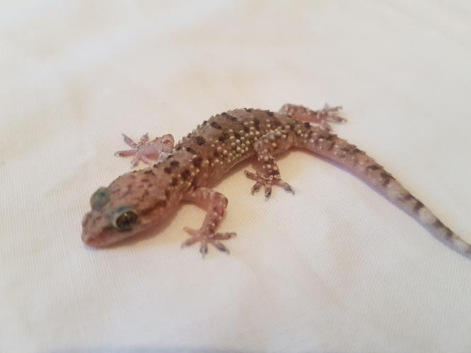 Turkish house geckos For Sale in Hull, England Preloved