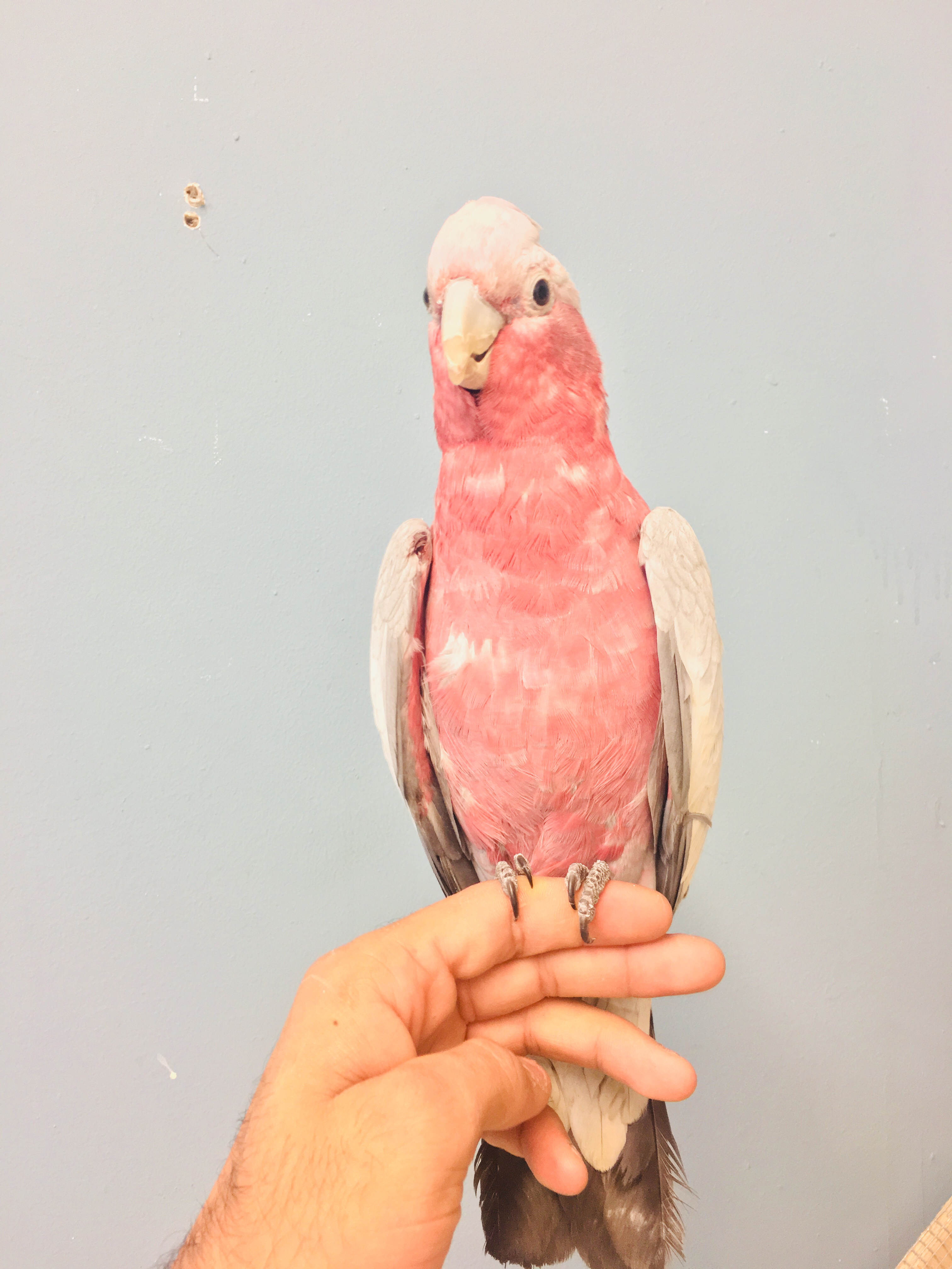 baby galah cockatoo for sale baby galah cockatoo for sale
