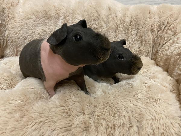 Small Mammal + Exotic Mammal List Jan 2020 For Sale in ...