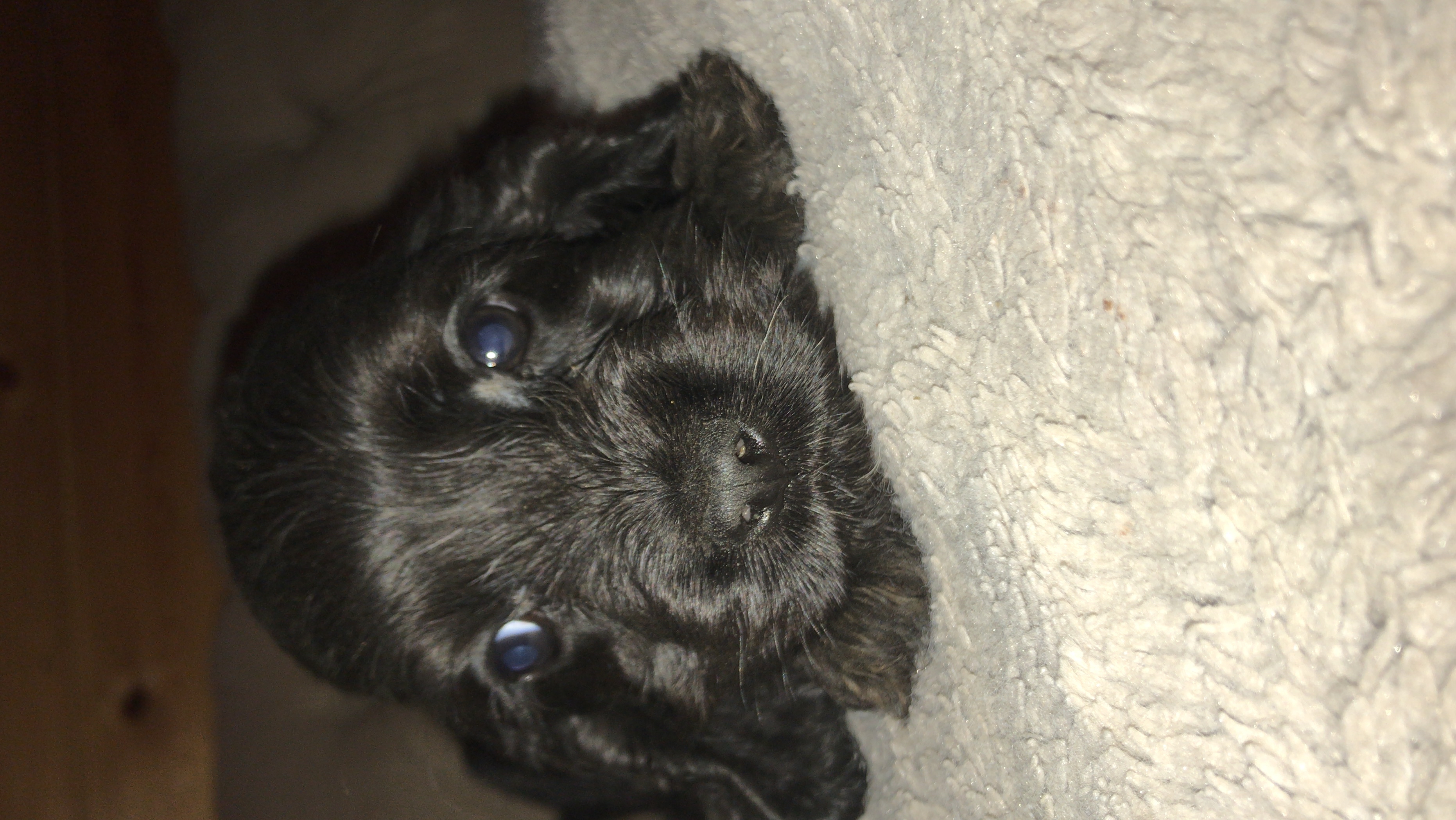 preloved american cocker spaniel