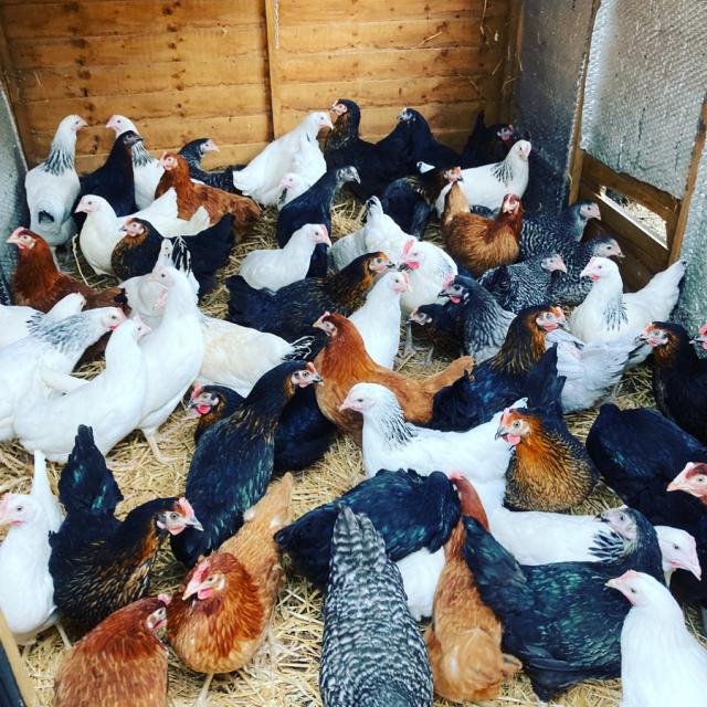 Laying hens for sale For Sale in Tingrith, Milton Keynes Preloved