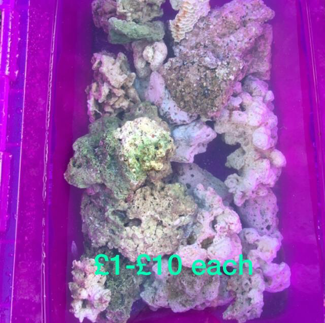 Live rock marine tropical fish tank aquarium ocean rocks For Sale in