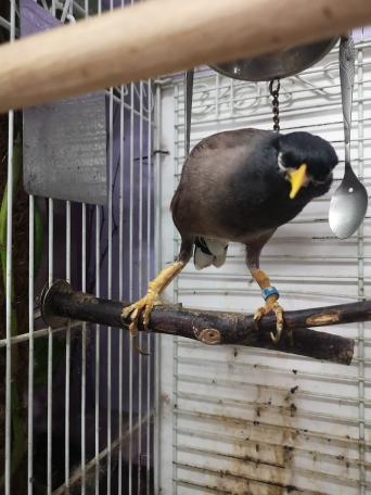 25 Hill Mynah Bird For Sale Uk