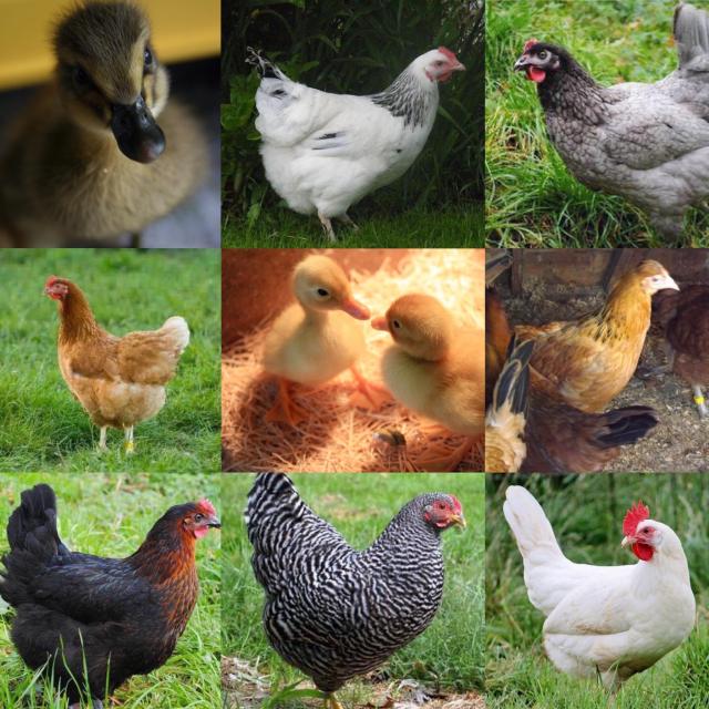 Chickens for sale For Sale in Wrexham, Flintshire | Preloved