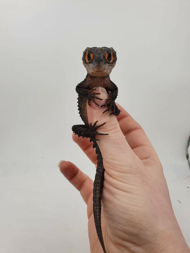 Red Eye Crocodile Skinks For Sale In Lincoln Lincolnshire Preloved