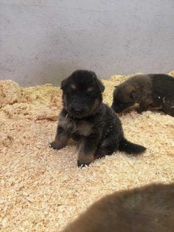 German Shepherd Dogs Puppies Rehome Buy And Sell In Camborne