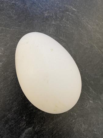 Fertile Goose Eggs For Sale in Stoke On Trent, England | Preloved