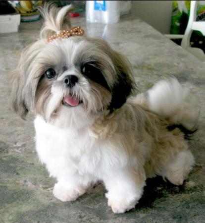 Wanted Shih Tzu or Maltese to rehome for free Wanted in Mill Hill ...