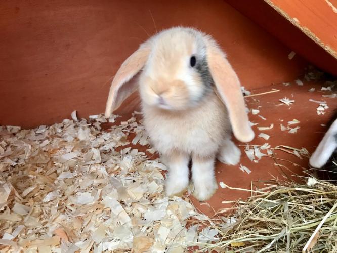 Babies rabbits For Sale in Taplow, Buckinghamshire Preloved