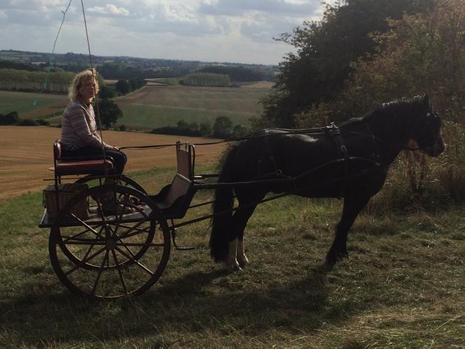 Carriage/trap for 13hh to 15hh horse/pony For Sale in Burnley