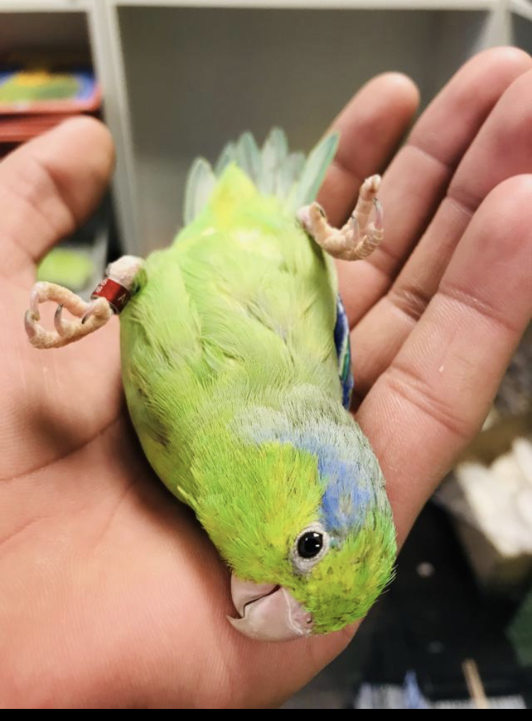 parrotlet price at petco