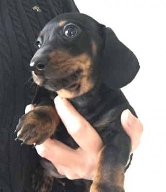 Miniature Dachshund Puppies Dogs Puppies Rehome Buy And Sell