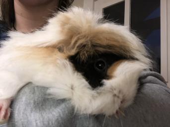 Guinea Pig Black And Ginger Rodents Rehome Buy And Sell Preloved