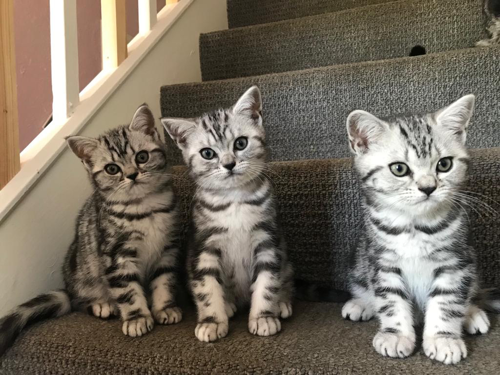 cream tabby kittens for sale