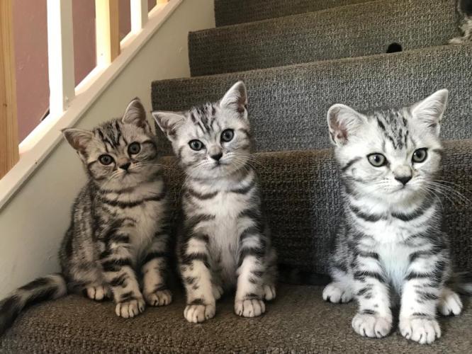 READY NOW! British Short Hair Silver Tabby Kittens For Sale in Ealand