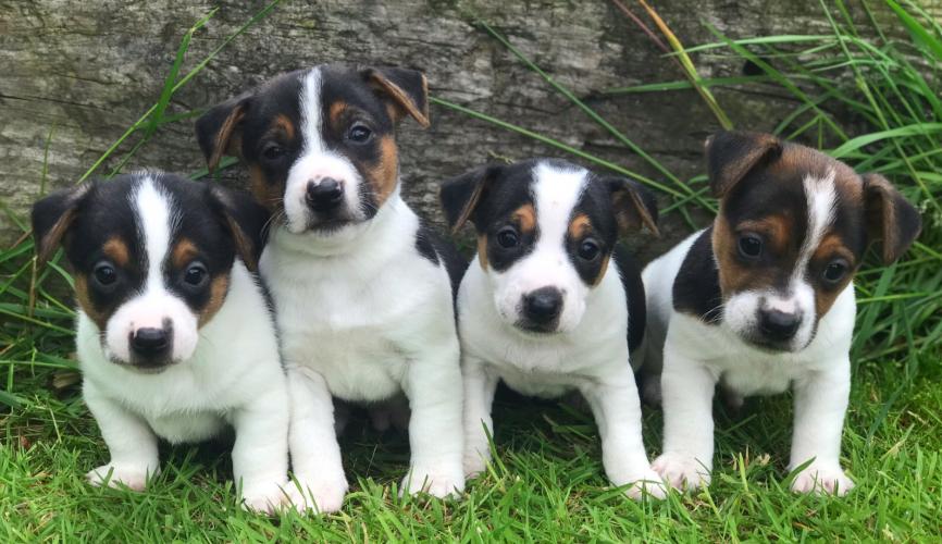 Tiny Miniature Jack Russel Puppies For Sale In Carlisle Cumbria Preloved