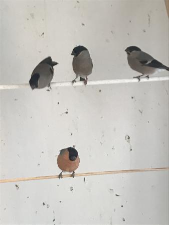 Siberian Bullfinches for sale For Sale in Derby, Derbyshire | Preloved