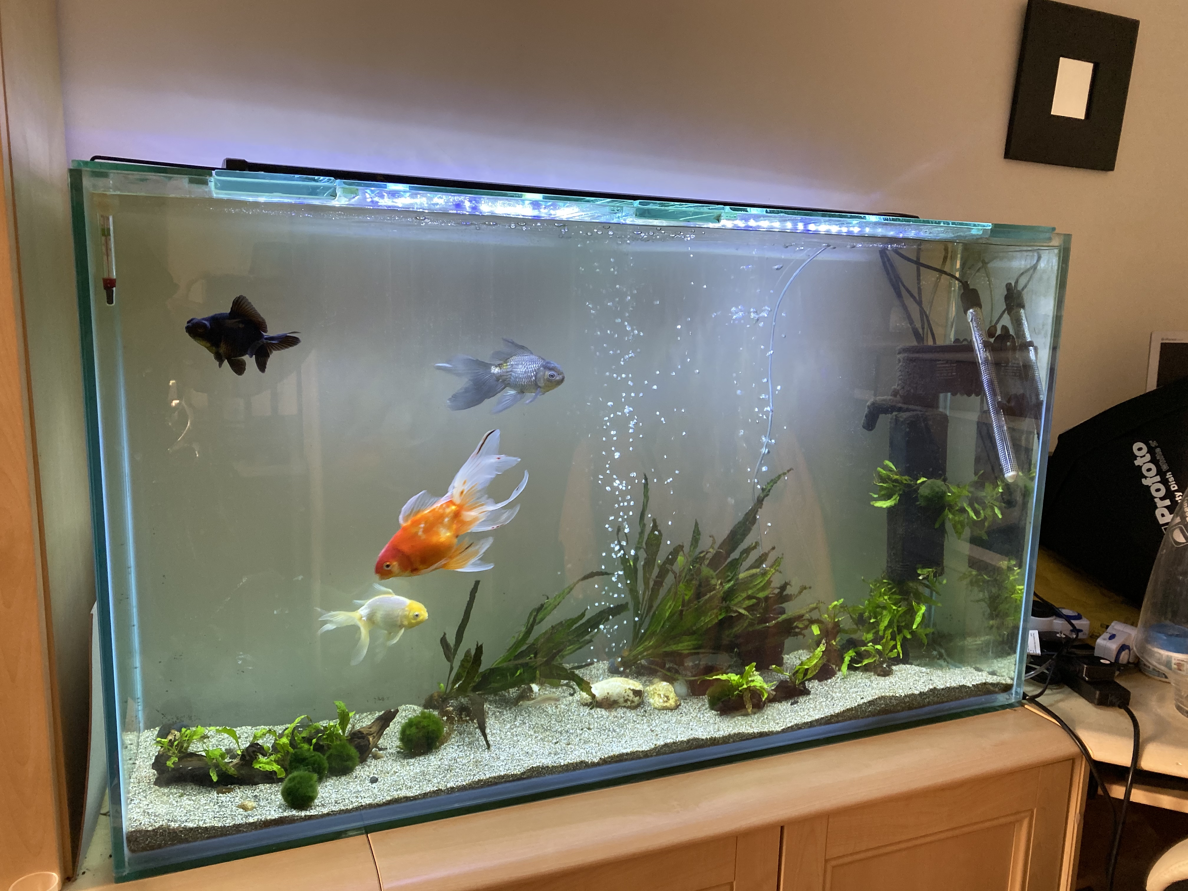 glass fish tanks