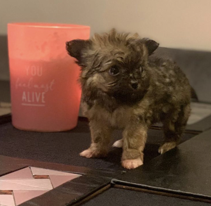 teacup chihuahua for sale preloved