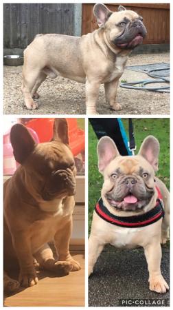 Lilac king kc French bulldog health tested stud dog. Proven For Stud in ...