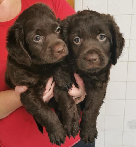 miniature labradoodle puppies *2 boys left* For Sale in ...