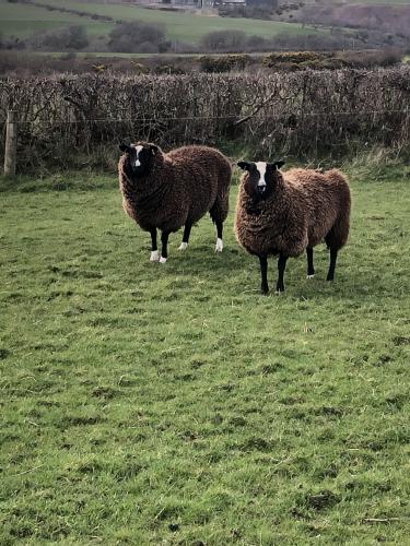 Zwartbles Gimmer Hoggs For Sale in Egremont, Cumbria ...