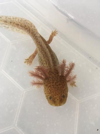 Does PetSmart Sell Axolotls In 2022? (Try This Instead...)