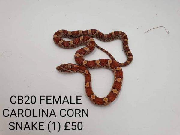 BABY CORN SNAKES LOTS OF MORPHS For Sale in Lincoln ...