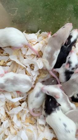 Image 1 of Male and female Pet rats for sale