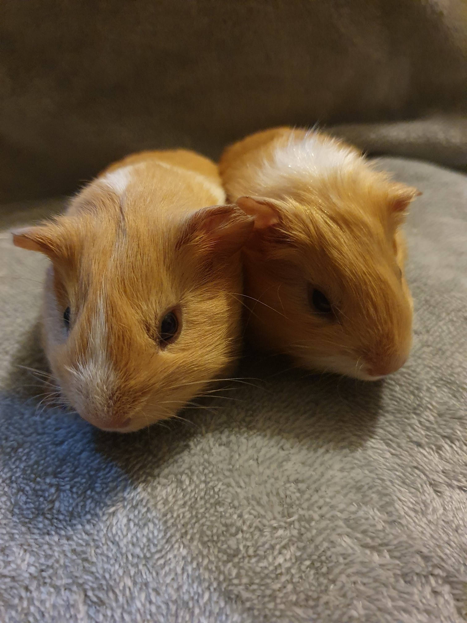 guinea pigs for sale west yorkshire