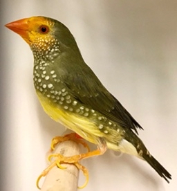 Various Star finches for sale For Sale in Coventry, Warwickshire | Preloved