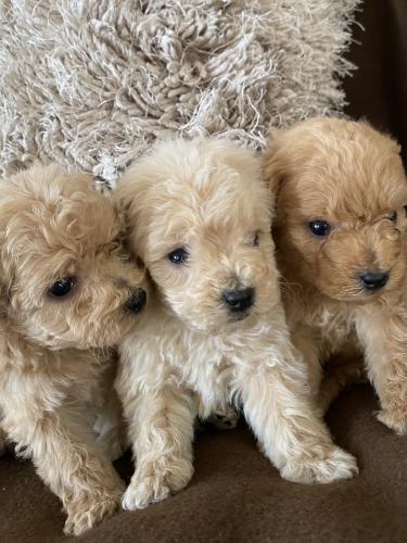 Adorable Toy Apricot Poodle Puppies For Sale in Stourport-on-severn ...