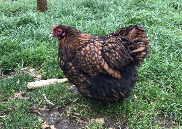 Gold Laced Orpington Bantams - show quality- unrelated For Sale in ...