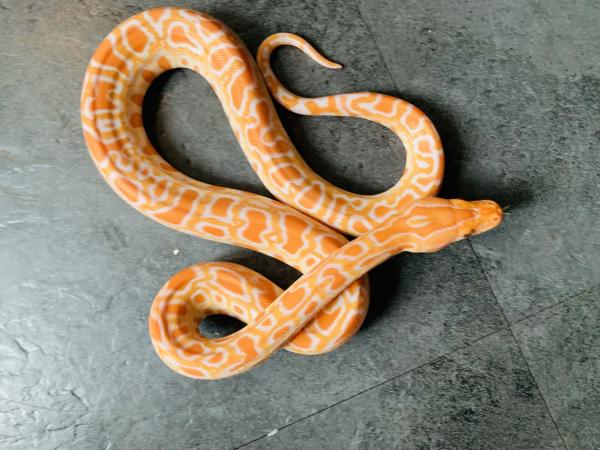 albino-het-labyrinth-burmese-python-babies-for-sale-in-ashton-under