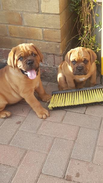 dogue dogs and puppies rehome buy and sell in northamptonshire stunning dogue de bordeaux pups lovely big healthy pups 2 boys and 4 girls available mam is our family pet and dad is rocco cairnshaw good craic both