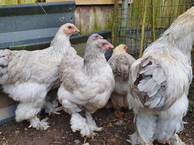 isabella brahma pullets For Sale in Morecambe, Lancashire