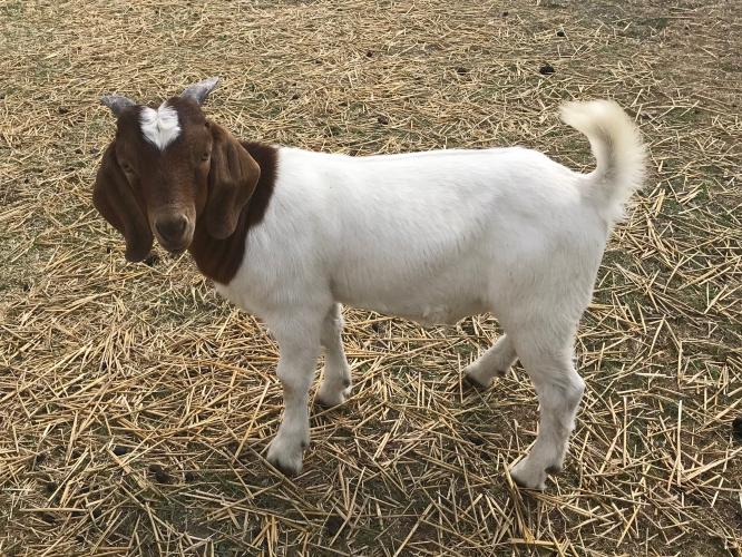 Male Boer billy goat 100 For Sale in Spalding, Lincolnshire Preloved
