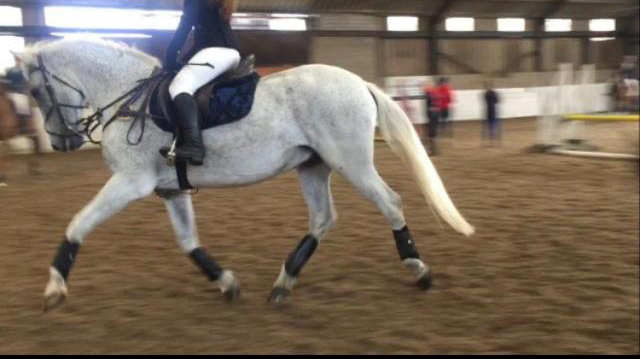 Image 9 of WONDERFUL 16HH ANDALUSIAN GELDING FOR PART LOAN