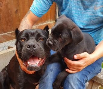 Cane Corsos Dogs Puppies Rehome Buy And Sell Preloved