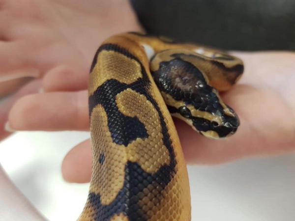 CB18 Pastle Pied Royal Python (Low White) For Sale in Ossett, West ...