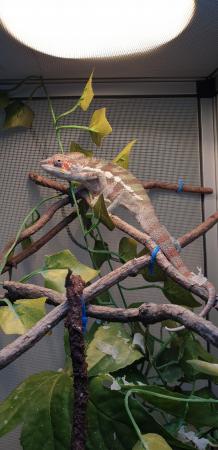 Young Sambava Male Panther Chameleon For Sale in Southampton | Preloved