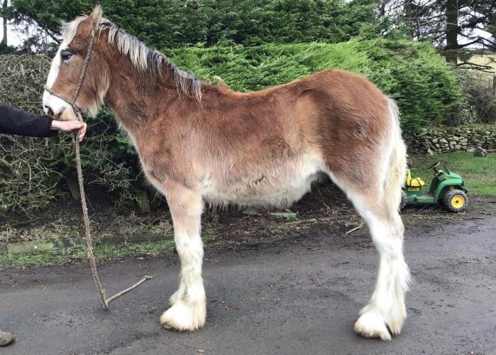 Clydesdale Yearling Colt For Sale in Lesmahagow, Laanrkshire Preloved