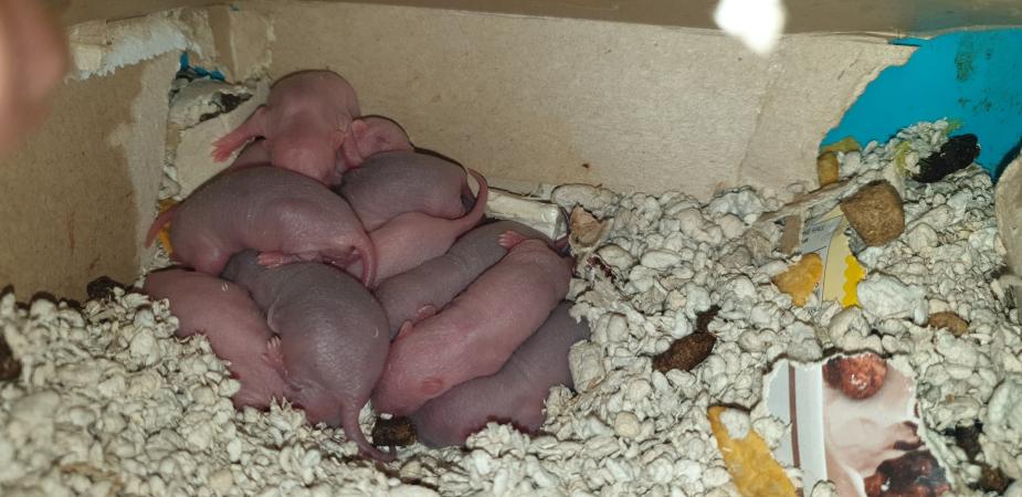 Image 9 of Tame Young/baby rats for sale (guaranteed tame)