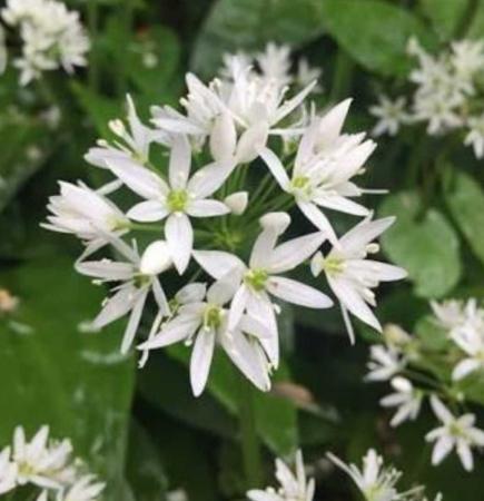 Extremely Tasty Wild Garlic X 10 Seeds Not Bulbs Free P P For Sale In Northwich Cheshire Preloved