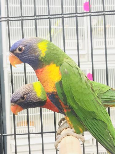 Baby Rainbow Lorikeet Talking Parrot For Sale in Nottingham | Preloved